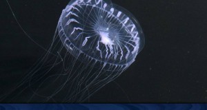 First-Ever National Forum to Shape U.S. National Ocean Exploration Program