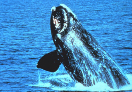 North Atlantic right whales are among the most endangered species in the world. Historically depleted by commercial whaling, they can suffer injury and death from ship strikes. (Credit- NOAA)