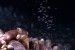USA: NOAA Invites Public to Virtually Join Seafloor Exploration of Gulf of Mexico