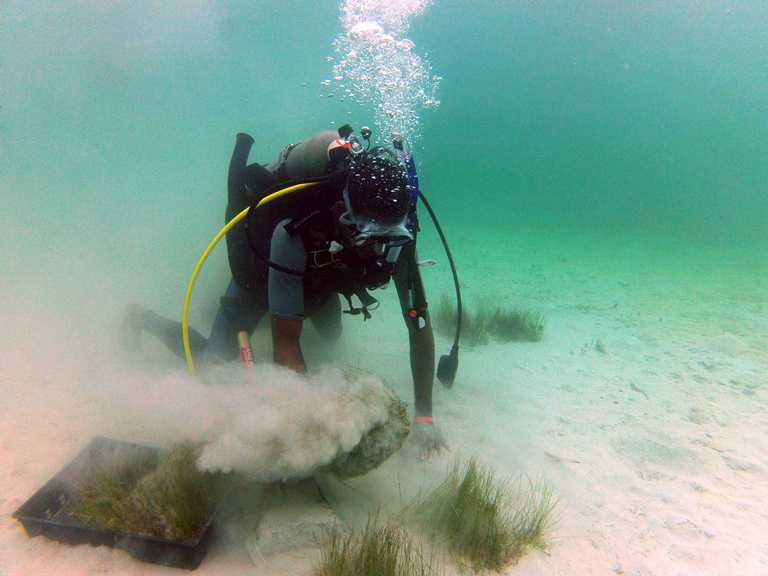 CSA International Completes Seagrass Restoration Project Off Jamaica