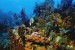 Great Barrier Reef Could Lose Its Coral Cover