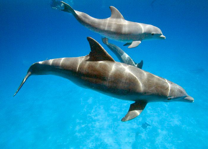 Oceana Objects Seismic Testing Permits Off Costa Brava, Spain Oceana Objects Seismic Testing Permits Off Costa Brava, Spain