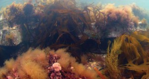 BMAPA Launches Biodiversity Action Plan for UK Marine Aggregate Industry