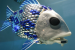 UK: BMT Robotic Fish Returns to Science Museum