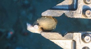 Canada Nautilus Minerals Announces Solid Year End Results