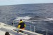 USA: Offshore Wind Needs More Noise Impact Studies