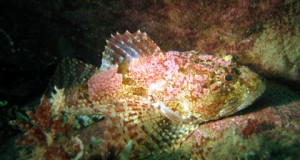 Offshore Wind Turbines and Fish Live in Harmony, Danish Study Shows