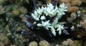 Pacific Islands May Become Refuge for Corals in Warming Climate, Study Shows