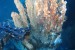 Papua New Guinea: ContiTech to Deliver High-Tech Hoses for Solwara 1 Project