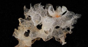 New Zealand: NIWA's Research Team Reports New Discoveries