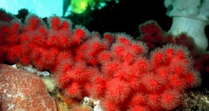 Greenpeace Researchers Discover Abundant Corals at Shell’s Arctic Drill Site