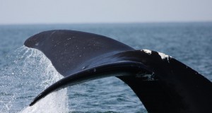 NOAA: Noise from Ships Disturbes Communication among Whales