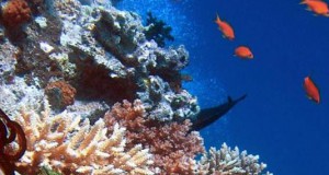 Recearchers Search Ways to Protect Corals Reefs (Australia)