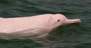Research Institution to Focus on Chinese White Dolphins Protection.