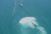 UAE: Technip, NPCC Win Upper Zakum Development Contract
