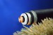 EstLink 2 Submarine Cable Laying between Finland and Estonia Starts