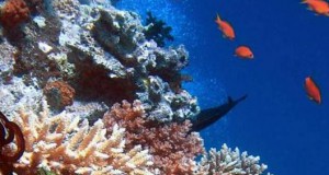 Public Consultation on Marine Knowledge Open until 15 December