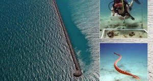 Khalifa Port Breakwater Evolves into a Vibrant Ecosystem (UAE)