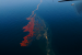 Conservation Groups Seek Comment on ConocoPhillips’ OSRP