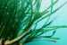 Oceana: Decrease in Posidonia Meadows North of Formentera, Spain