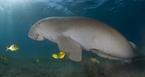 Government Protects Waters Around Groote Eylandt (Australia)