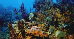 Great Barrier Reef Protection Receives Support (Australia)