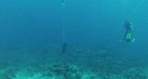 JCU Researchers Record Underwater Sounds in Great Barrier Reef Off Australia