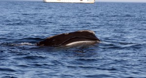 USA NOAA Seeks Comments on Proposed Rule to Reduce Risk of Whale Ship Strikes