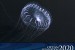 First-Ever National Forum to Shape U.S. National Ocean Exploration Program
