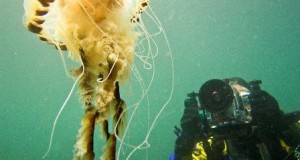 Oceanlab Scientists Release New Report on UK Marine Protected Areas
