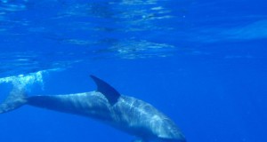 Marine Mammals Monitoring Important in Offshore Wind Developments.