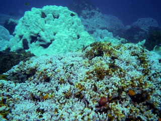 New, Study, Suggests, Coral, Reefs, May, Be, Able, Adapt, Moderate, Climate, Change