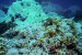 New Study Suggests Coral Reefs May Be Able to Adapt to Moderate Climate Change