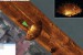 OIC Introduces SAMM for Forward-Look Sonar