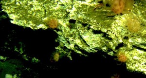 The Effect of Greenhouse Gas Emissions on Marine Habitats and Organisms