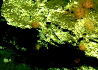 The Effect of Greenhouse Gas Emissions on Marine Habitats and Organisms