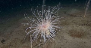 27 MCZs Represent Milestone for Marine Conservation in English Seas.