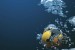Kreuz, SEA9 Appoint Independent Financial Adviser