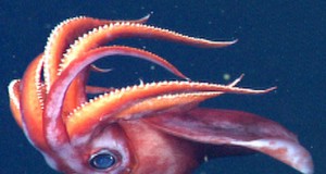 MBARI Conducts Midwater Ecology Fall 2013