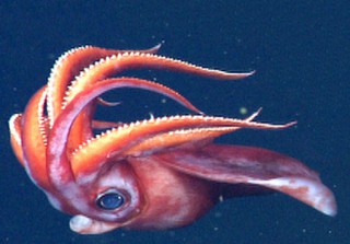 MBARI Conducts Midwater Ecology Fall 2013