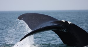 NOAA, Regulations, Protect, Marine, Mammals, During, Navy, Training, Testing,