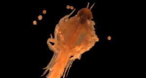 Biologists Amphipods Are Reproducing in Arctic Waters