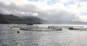 NOAA Fish Farming Possible with Proper Safeguards