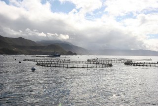NOAA Fish Farming Possible with Proper Safeguards