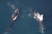NOAA Issues Final Ship Strike Reduction Rule
