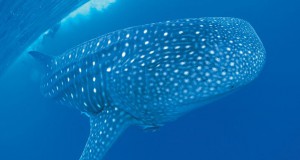 Whale Shark Becomes Western Australia's New Marine Animal Emblem