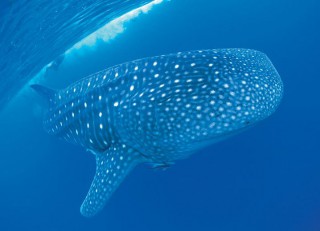 Whale Shark Becomes Western Australia's New Marine Animal Emblem