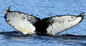 NOAA, Invites, Boaters, Help, Track, Endangered, Humpback, Whale, Movements