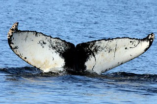 NOAA, Invites, Boaters, Help, Track, Endangered, Humpback, Whale, Movements