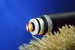 Palau Telecoms, Xtera Ink Submarine Cable System LOI